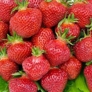 3 x Organic Strawberry Bare Root Plants from own garden, great for indoor and outdoor growing